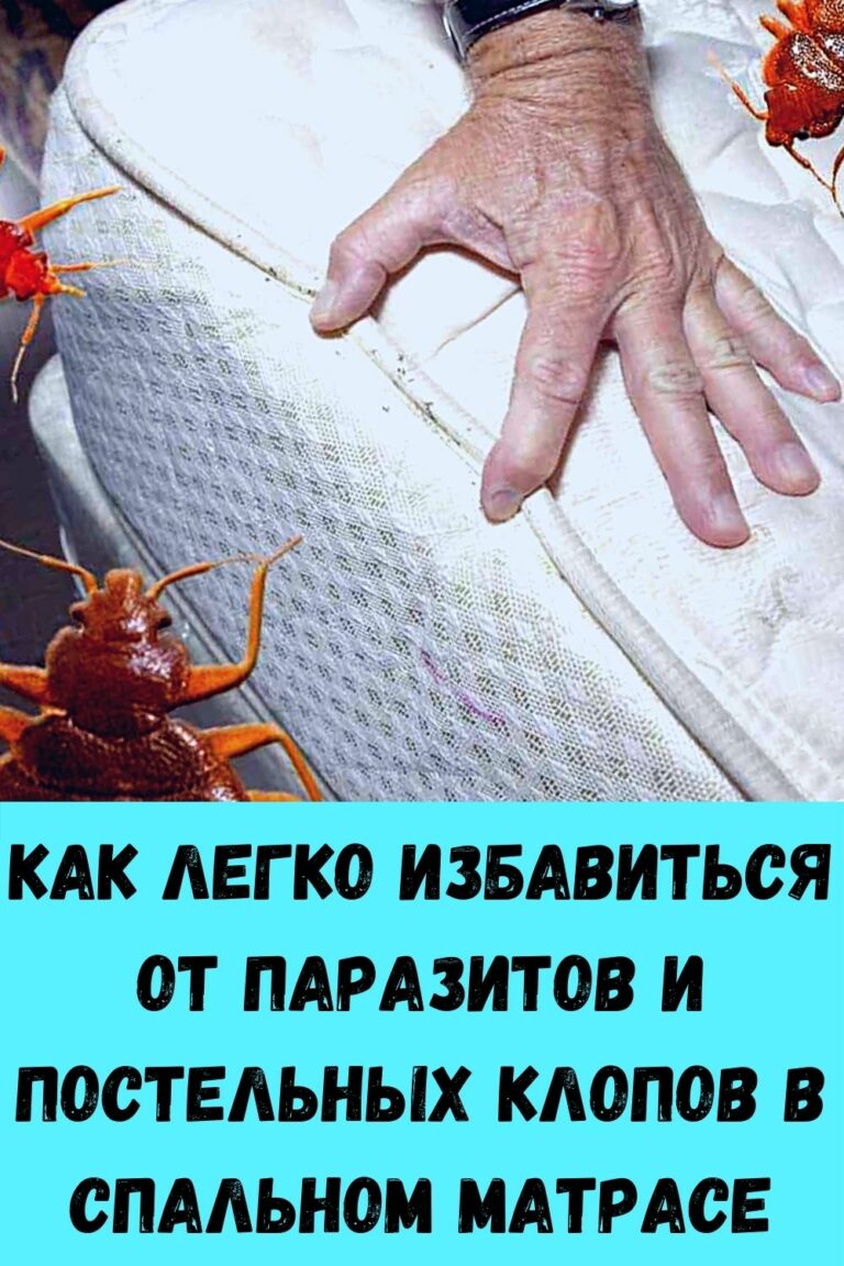 Постельный клоп кровососущий