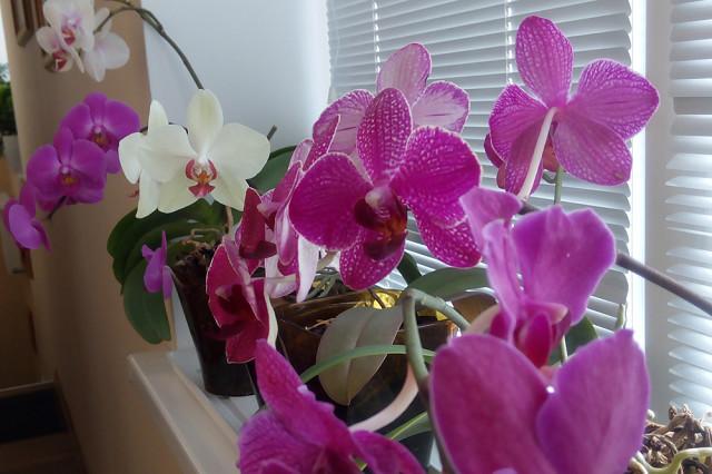 Перекись водорода — лучшее удобрение для орхидей