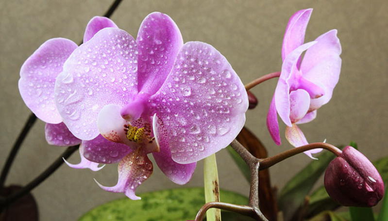 9 правил помогающих добиться буйного цветения орхидей