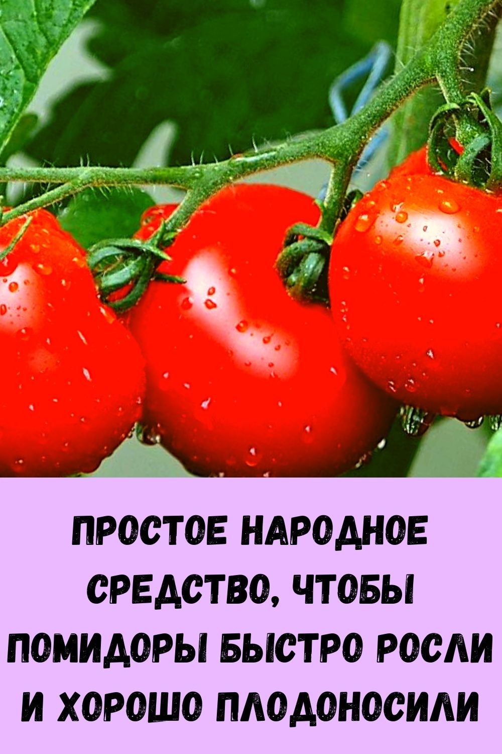 Томаты сразу в грунт. Чтобы помидоры росли быстрее. Томаты плодоносят. Народные средства для помидоров. Для покраснения томатов.