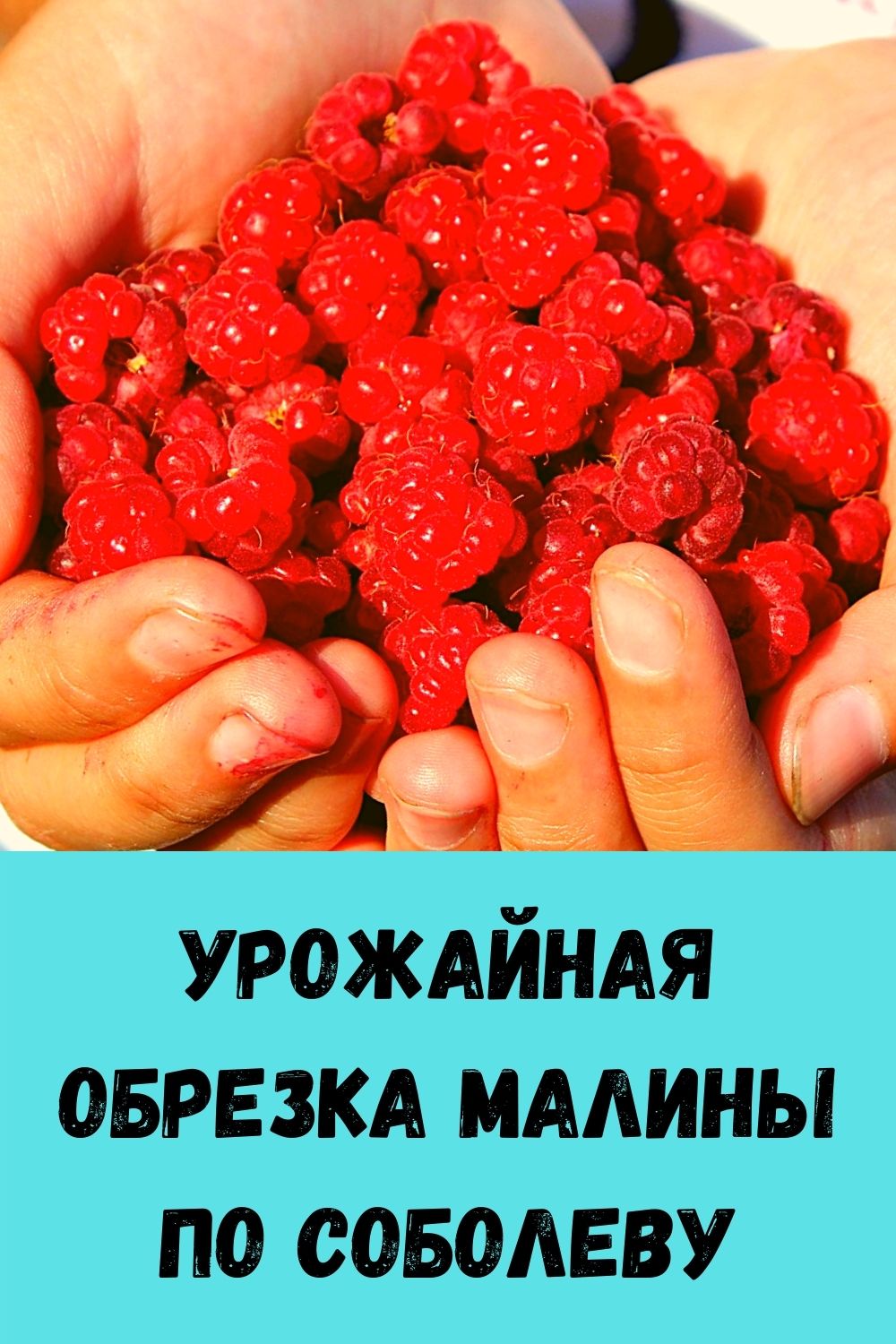 Обрезка малины по соболеву схема двойная сроки в средней полосе