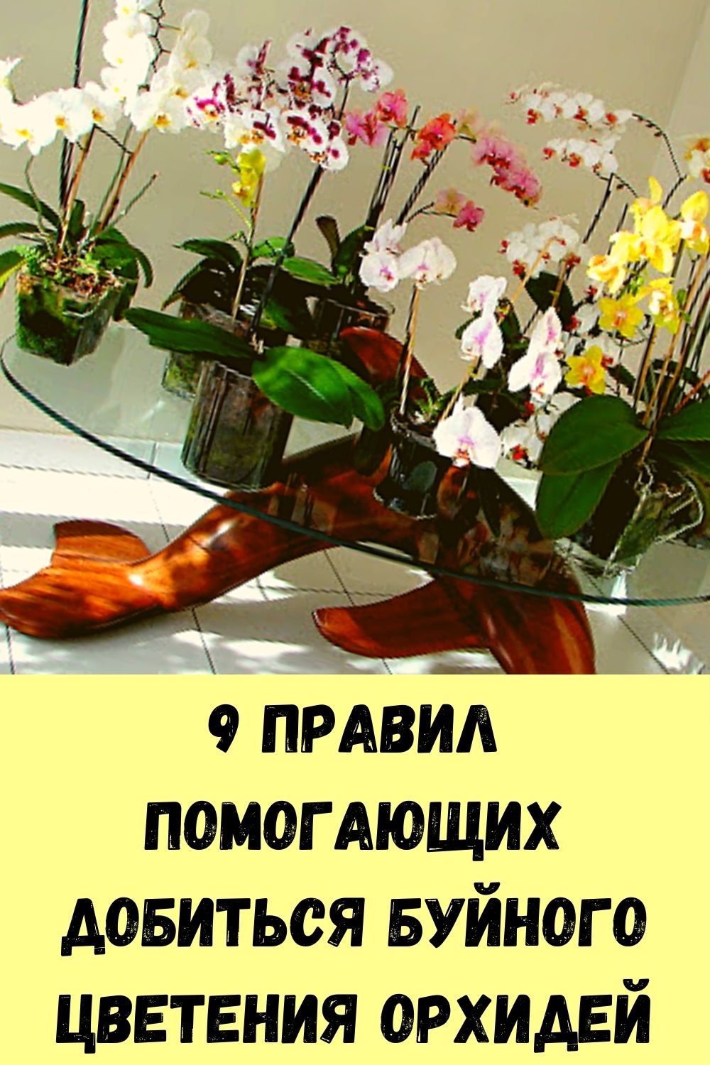 9 правил помогающих добиться буйного цветения орхидей