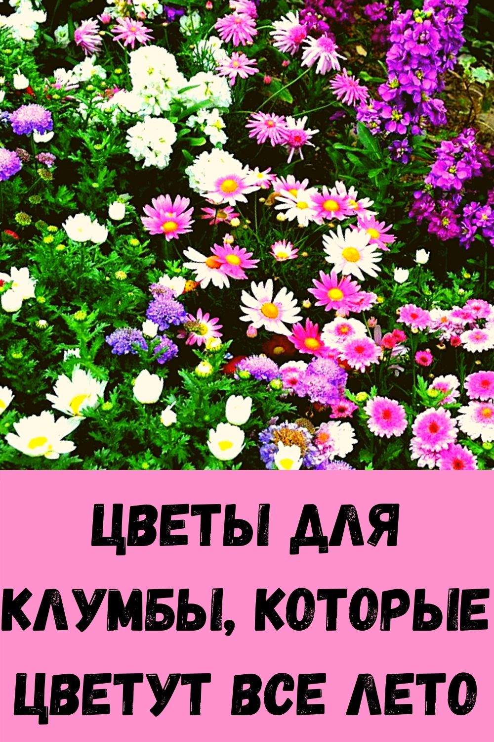 Фото цветов которые цветут все лето