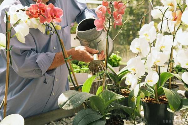 Соблюдай эти 9 правил и твоя орхидея будет цвести круглый год