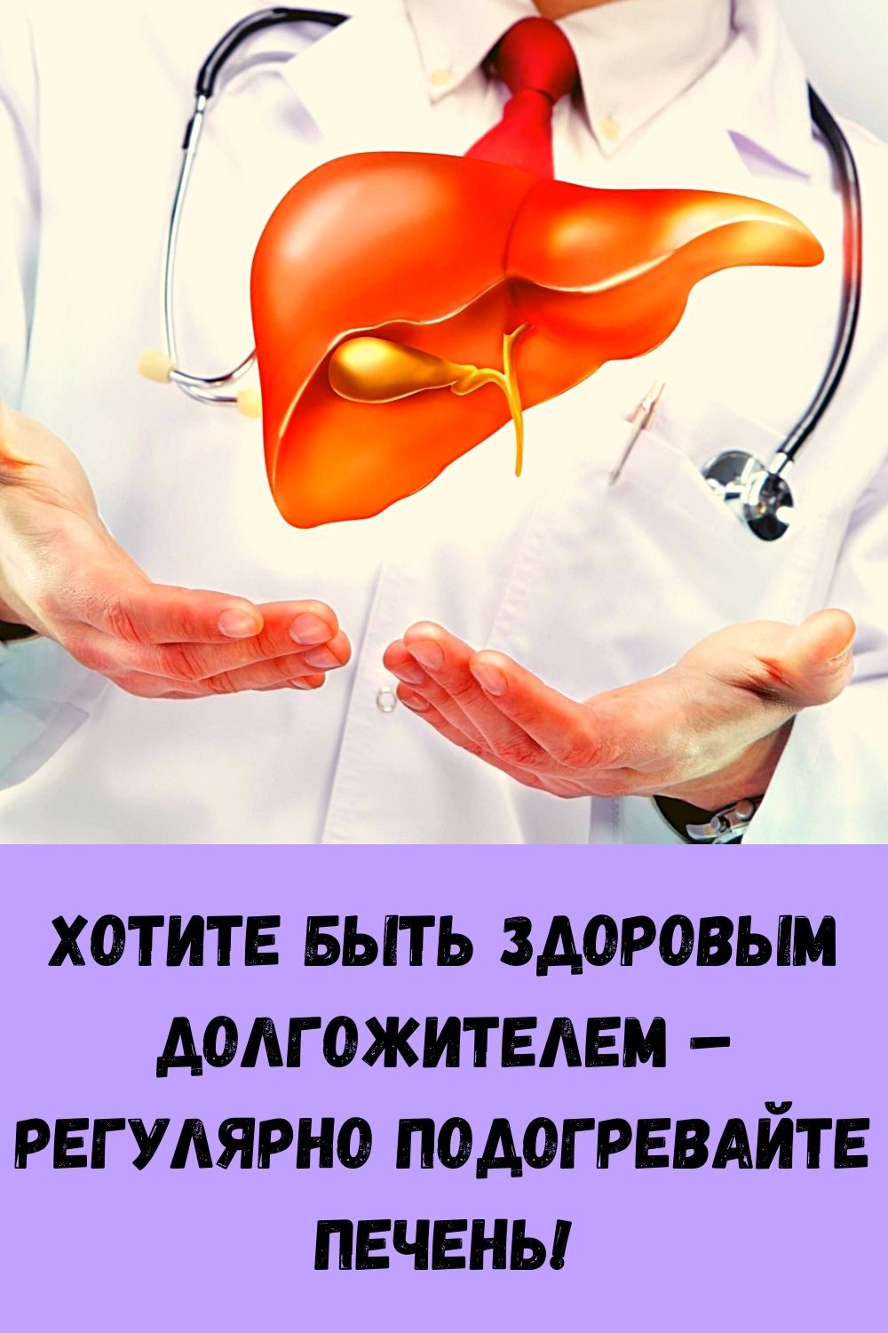 Внутренние органы печень. Печень анатомия человека. Функции печени анатомия. Печень это второе сердце. Печень иллюстрация.