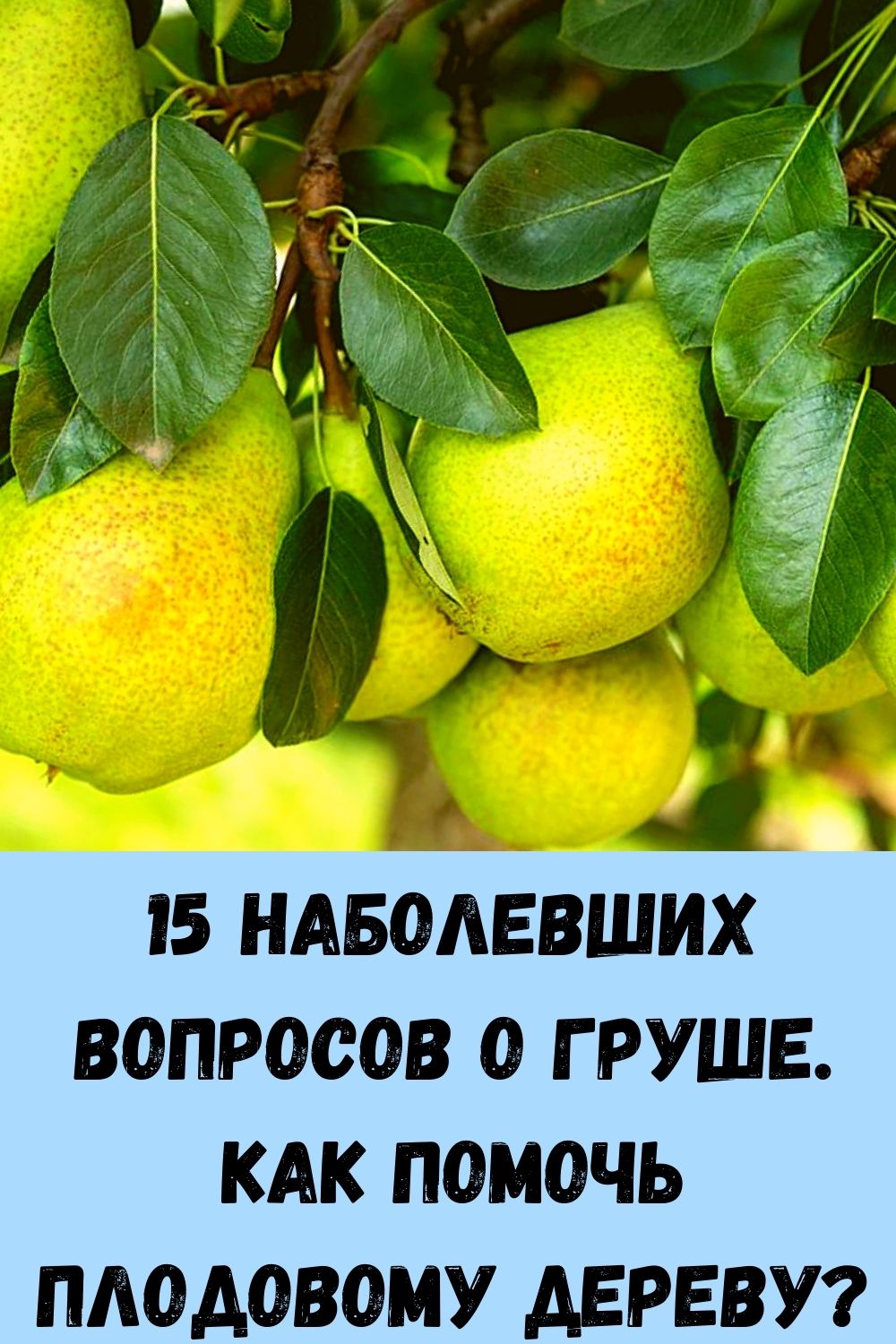 15 наболевших вопросов о груше. Как помочь плодовому дереву?