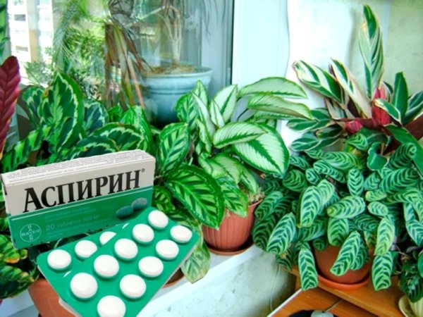 7 приемов, чтобы комнатные растения росли как на дрожжах