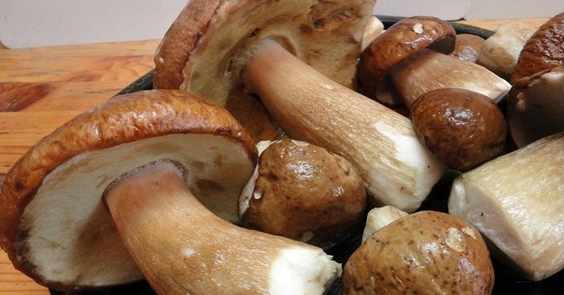 Белые грибы растут прямо на подоконнике! Захотел — добавил в суп, захотел — в картошку!