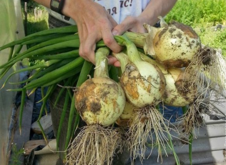 4 секрета того, как получать богатый урожай лука каждый год