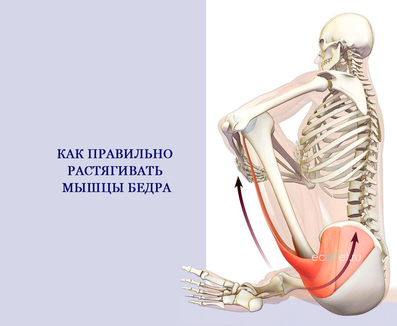 Бедренный способ. Нежная мышца. Нежная мышца бедра. Как правильно растягивать мышцы.